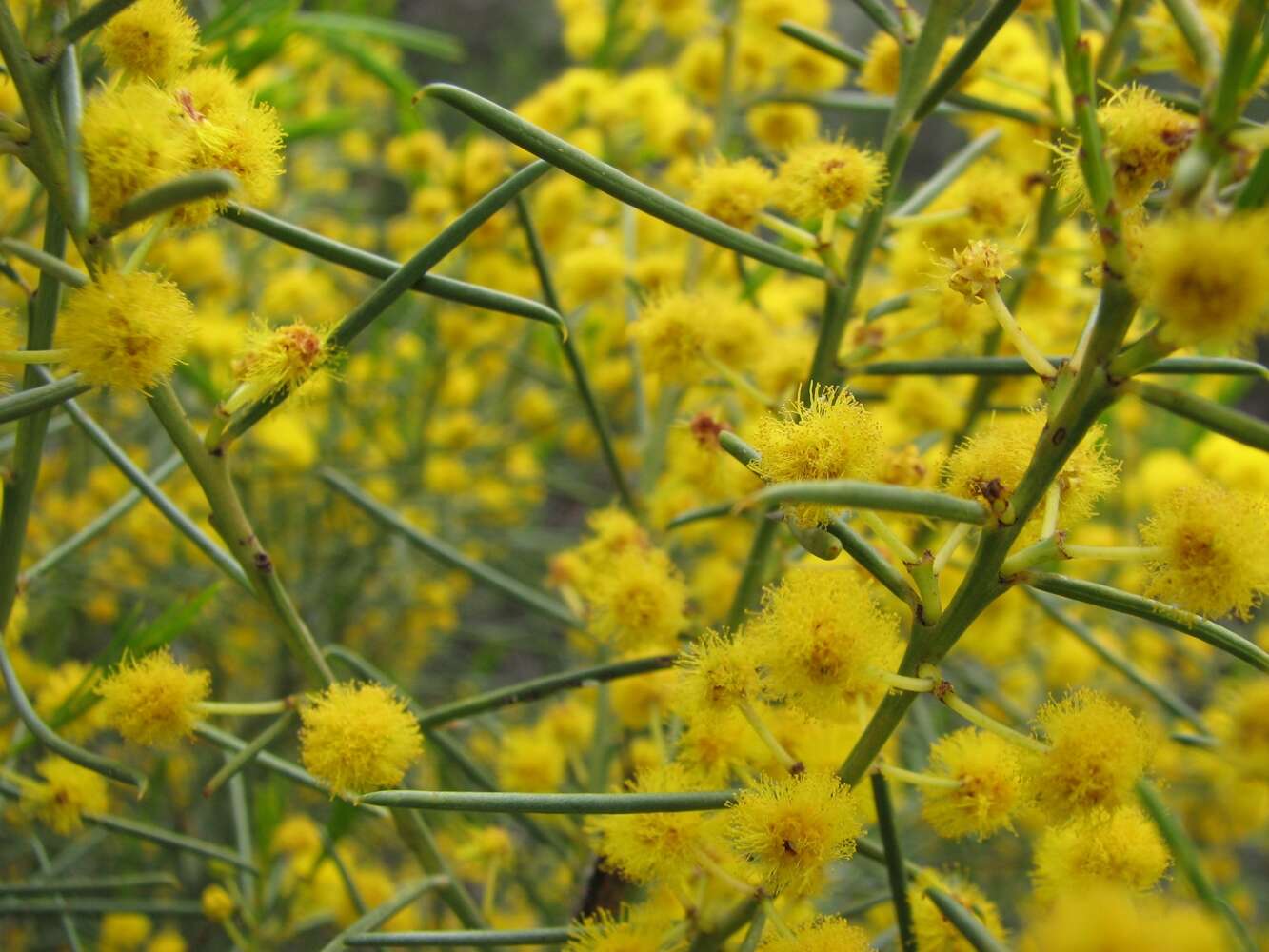 Image of broom wattle