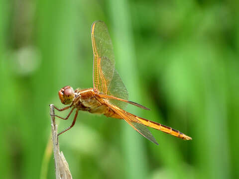 Image of Needham's Skimmer