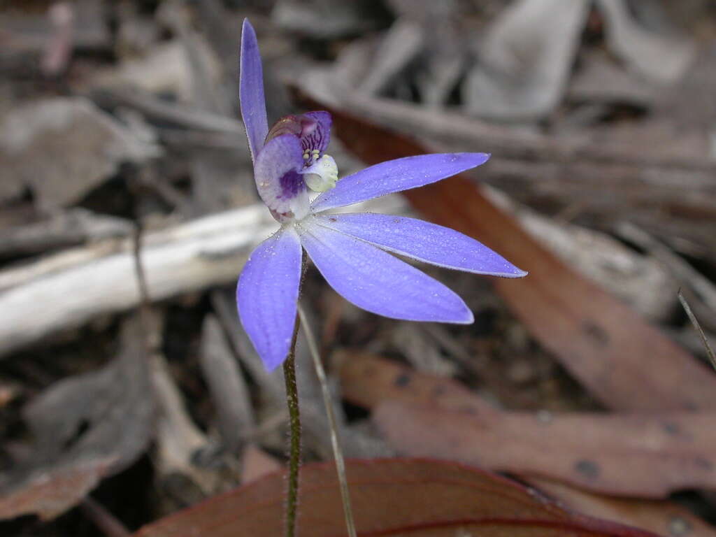 Image of Dusky fingers orchid