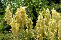 Imagem de Aconitum lycoctonum L.