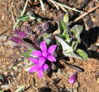 Image of Raphionacme hirsuta (E. Mey.)