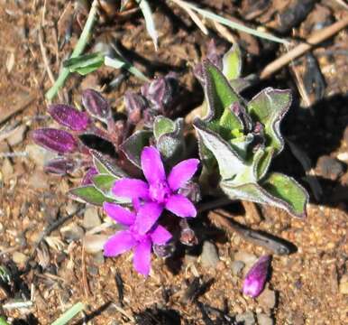 Raphionacme hirsuta (E. Mey.)的圖片