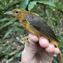 Image of Cinnamon-rumped Foliage-gleaner