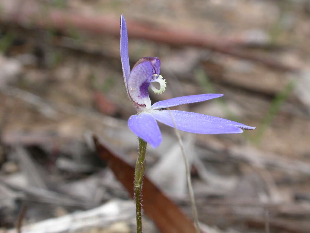 Image of Dusky fingers orchid