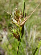 Image of Carex hebes Nelmes