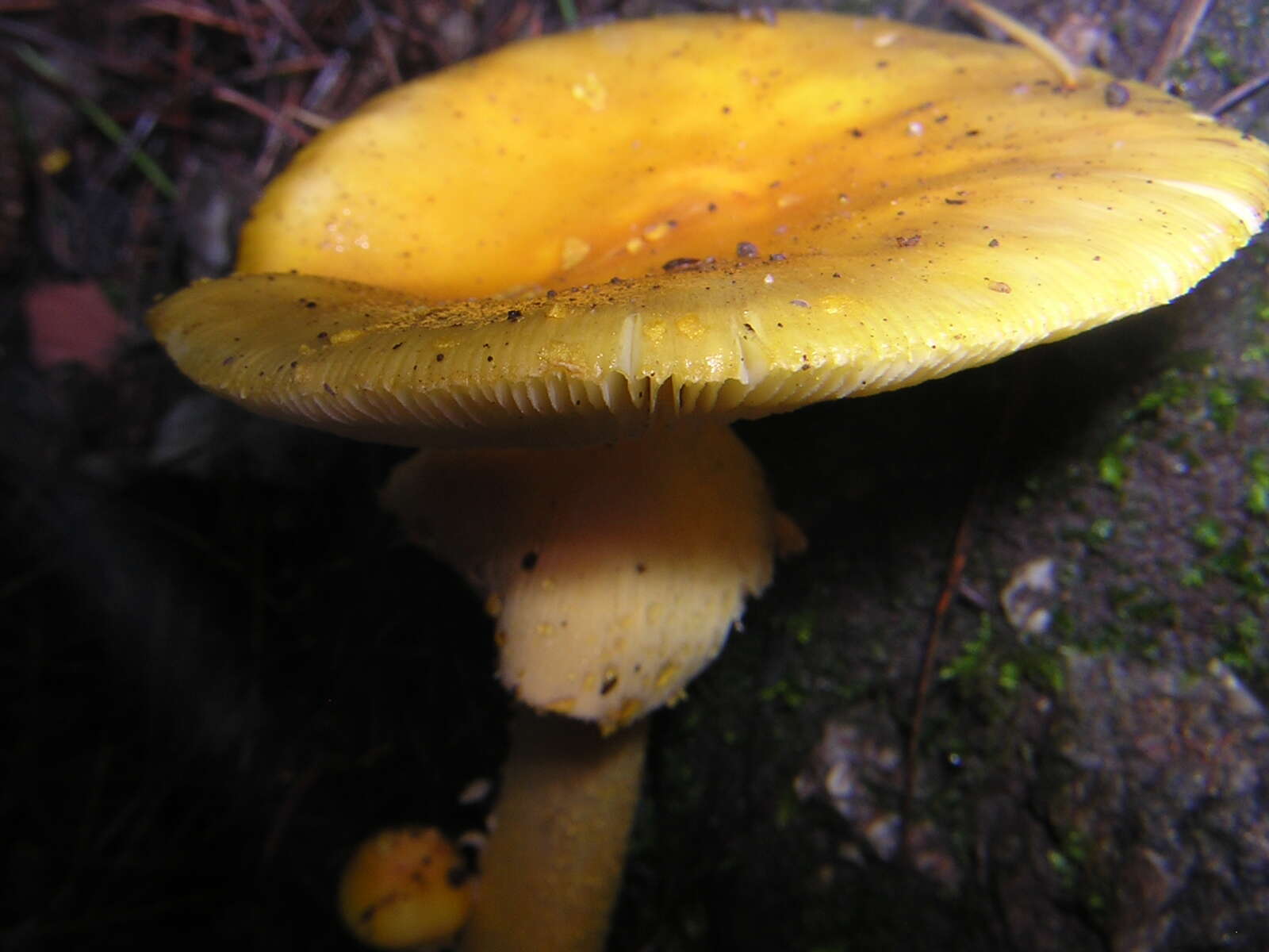 Image of Amanita flavipes S. Imai 1933