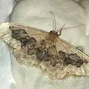 Image of Idaea occidentaria Packard 1874