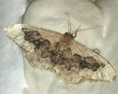 Image of Idaea occidentaria Packard 1874