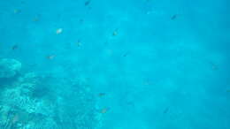 Image of Ternate chromis