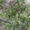 Image of brown stringybark