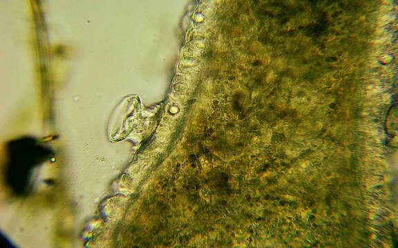 Trichodina pediculus resmi