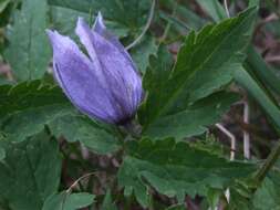 Image of alpine clematis