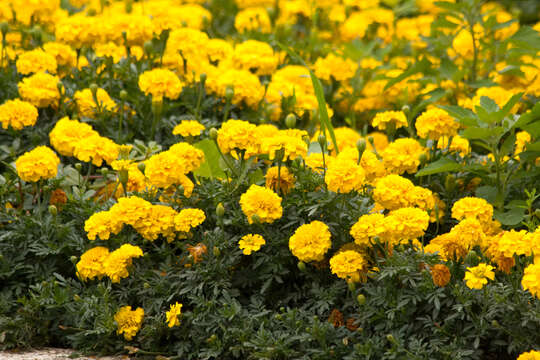 Image of French marigold