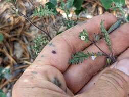 Image of sticky phacelia