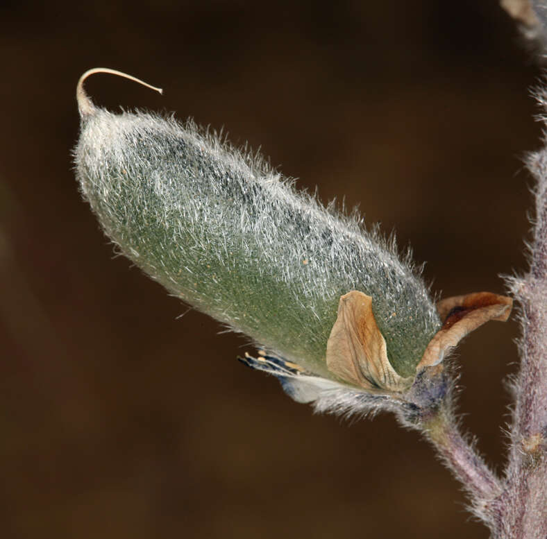 Sivun Lupinus nevadensis A. Heller kuva