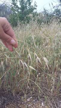 صورة Avena sterilis subsp. ludoviciana (Durieu) Gillet & Magne