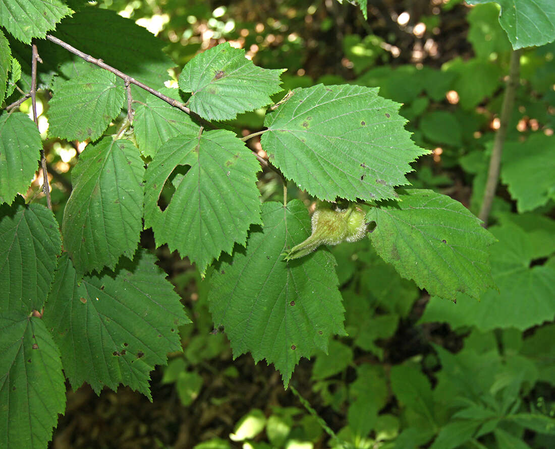 Image of Corylus sieboldiana var. mandshurica (Maxim.) C. K. Schneid.