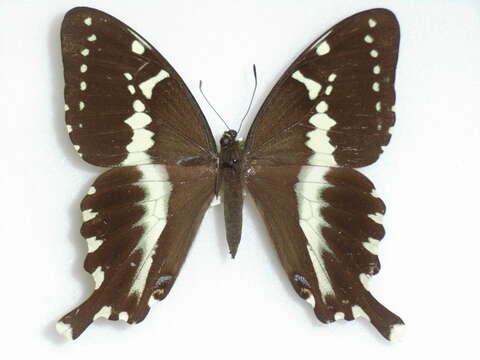 Image of Papilio mangoura Hewitson 1875