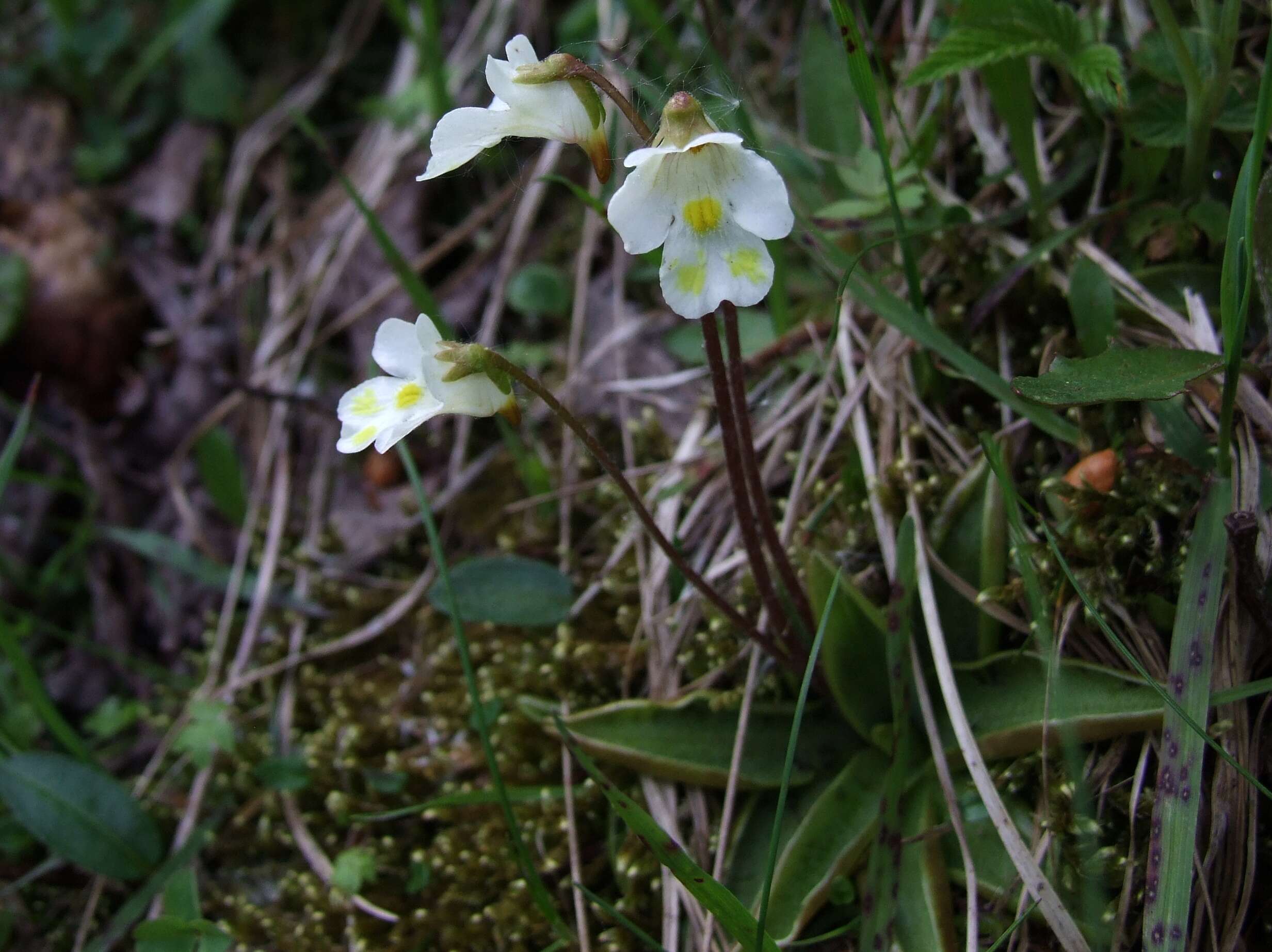 Image of Pinguicula alpina L.