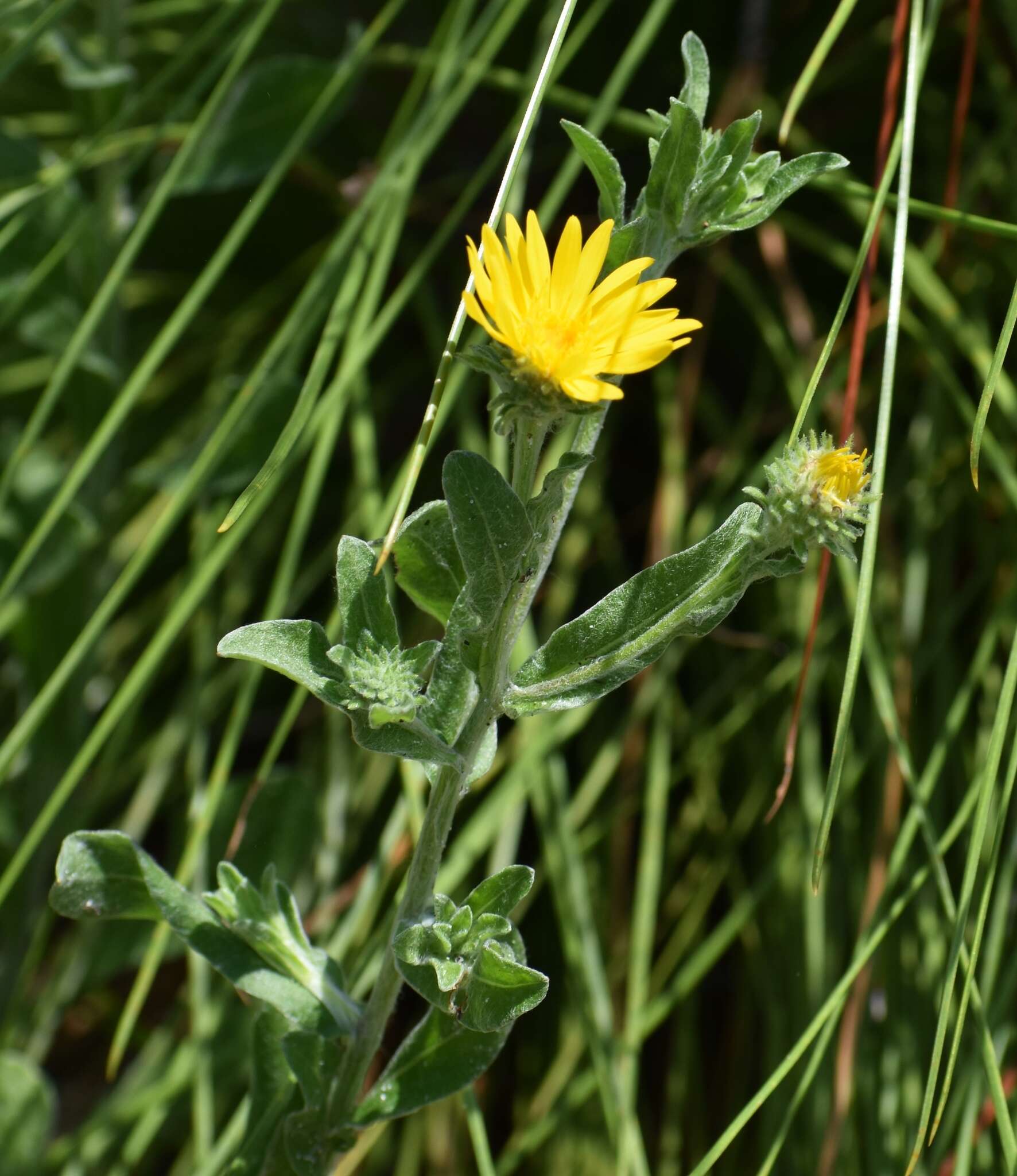 Chrysopsis gossypina (Michx.) Ell. resmi