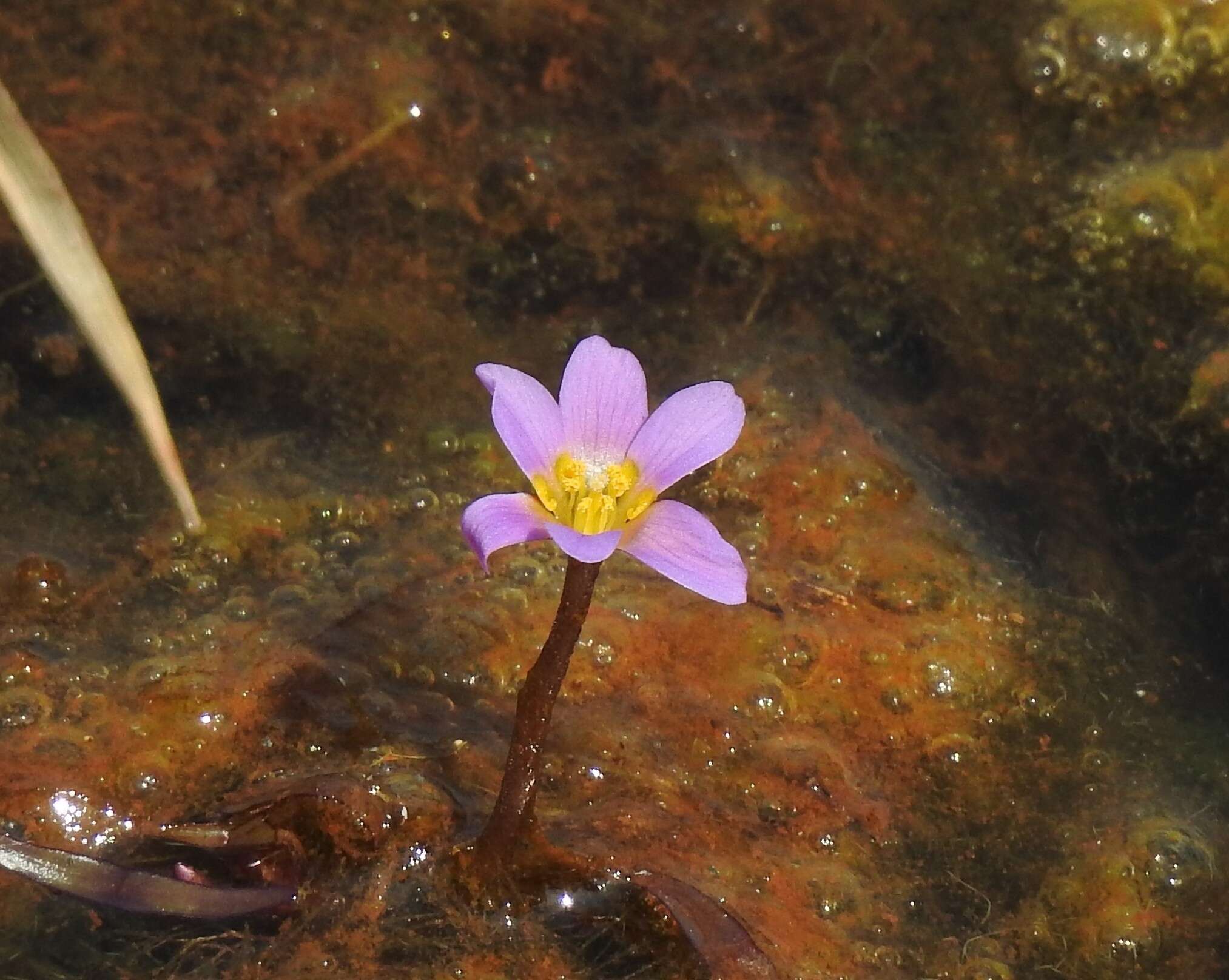 Image of forked fanwort