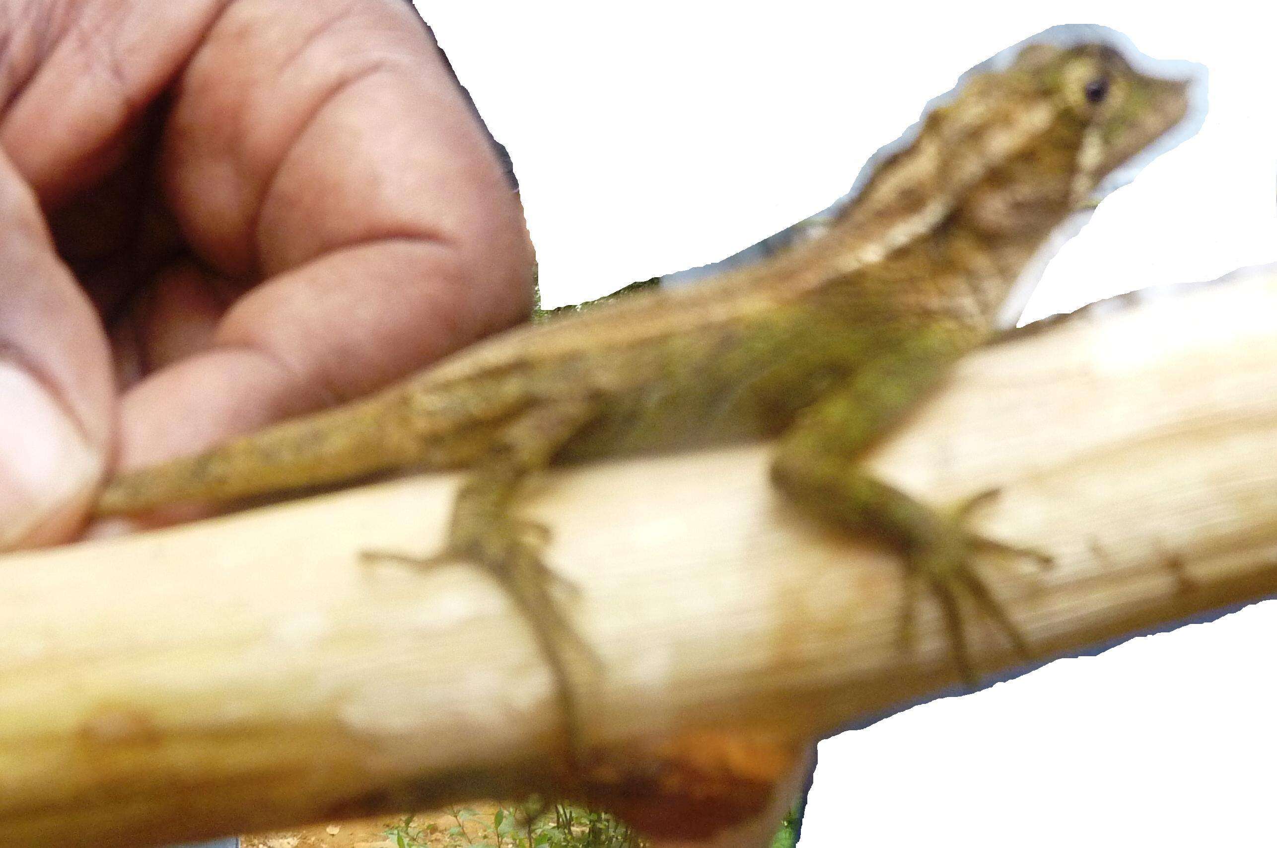 Image of Tennent’s leaf-nosed lizard