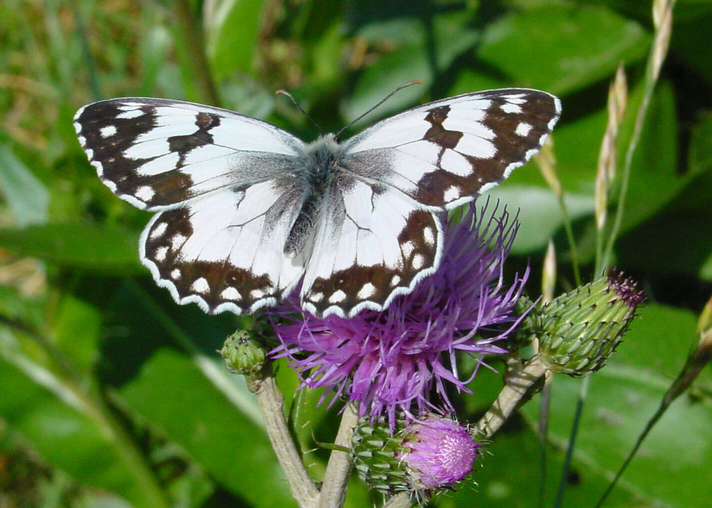 Imagem de Melanargia lachesis Hübner 1790