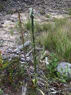 Platanthera yadonii (Rand. Morgan & Ackerman) R. M. Bateman resmi