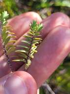 Image of Pimelea orthia C. J. Burrows & Thorsen