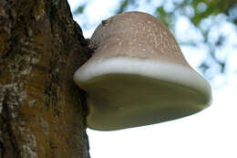 Image of birch polypore