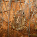 Image of Common Spadefoot Toad