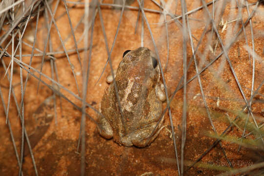 Image of Neobatrachus Peters 1863