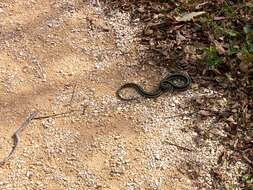 Image of Common Garter Snake