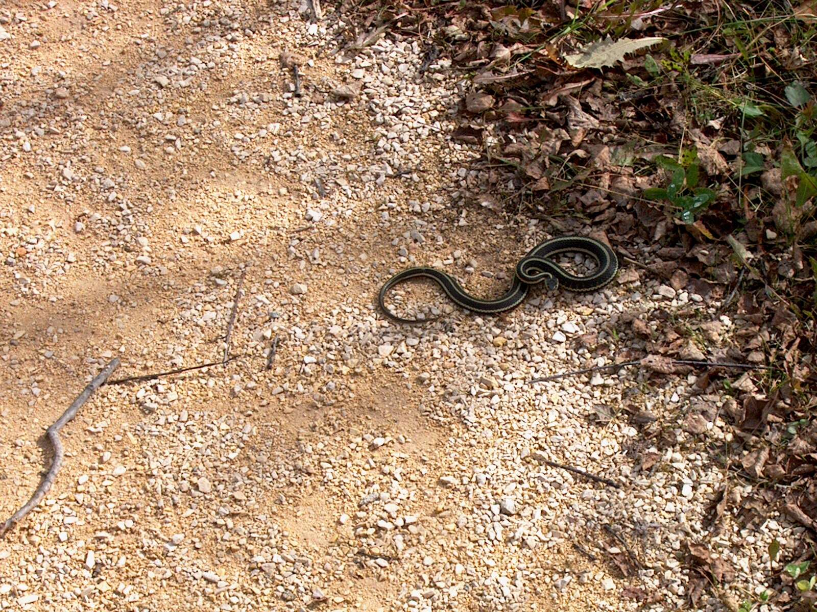 Image of Common Garter Snake