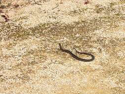 Image of Common Garter Snake