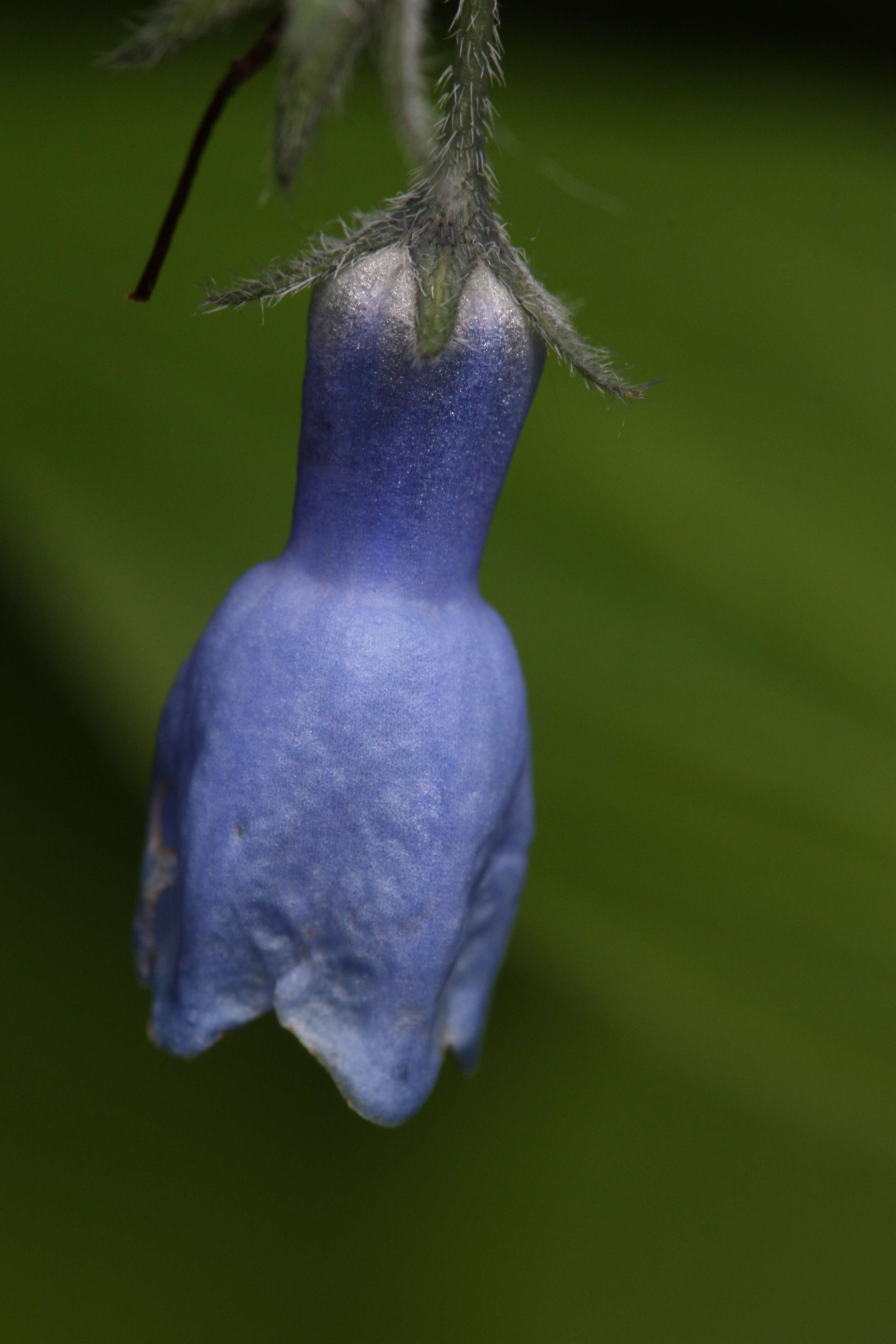 Image of tall bluebells