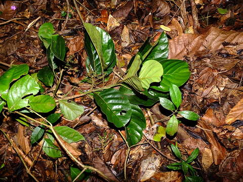 Image of Hieronyma alchorneoides Allemão