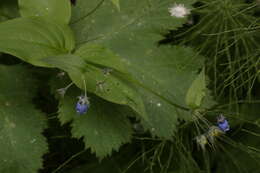 Image of tall bluebells