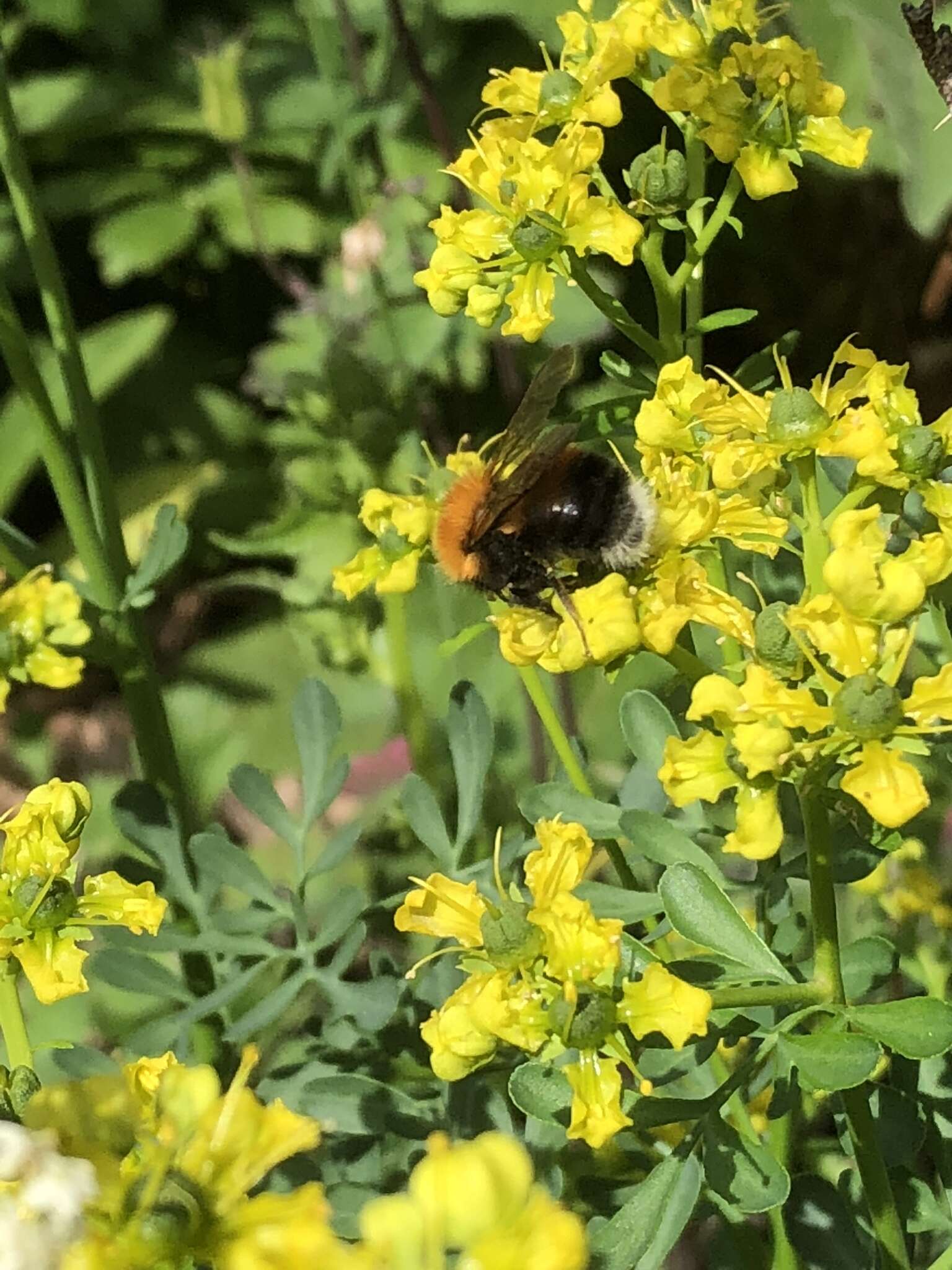 Image of Bombus hypnorum (Linnaeus 1758)