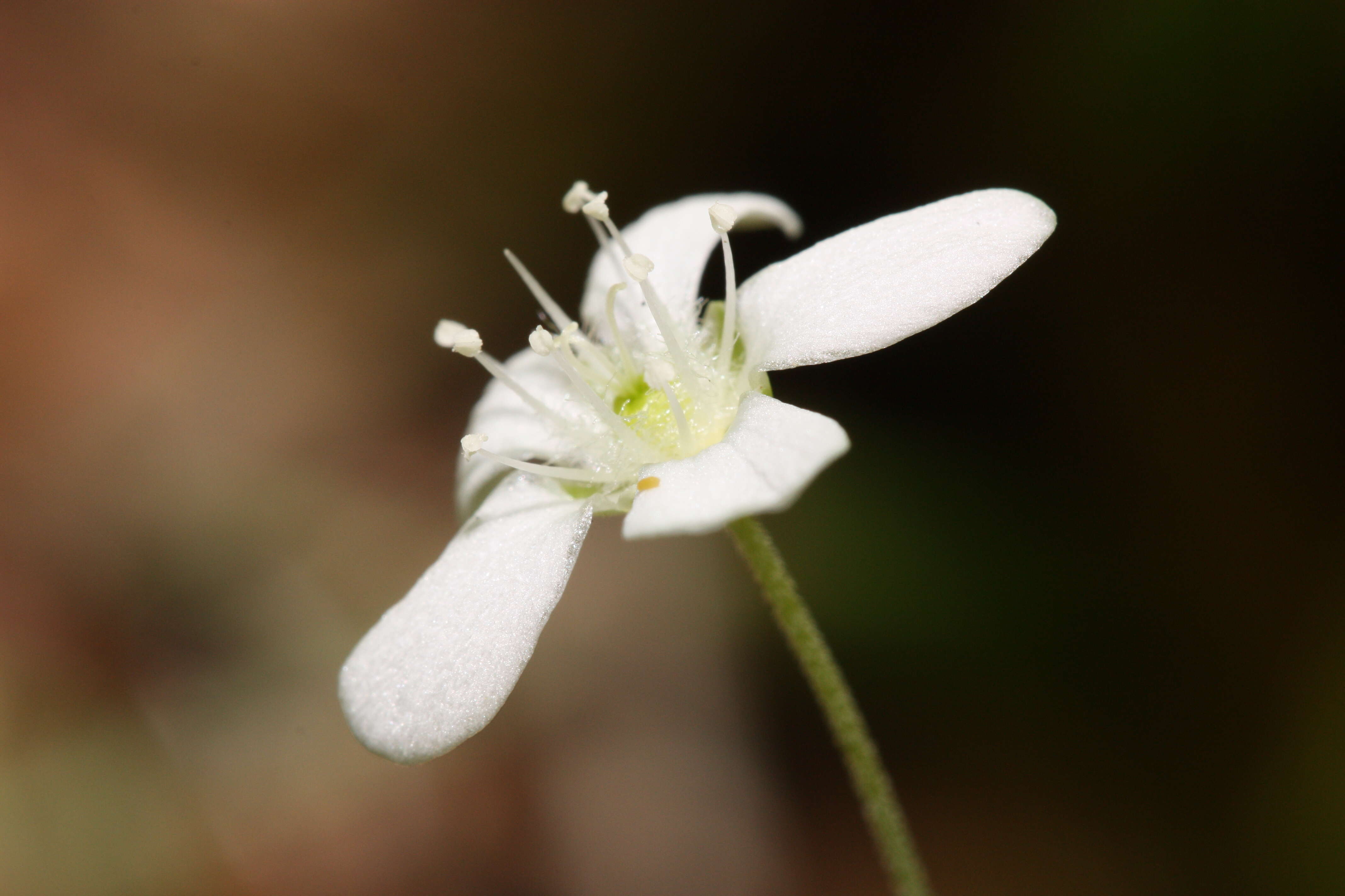 Image of Grove Sandwort