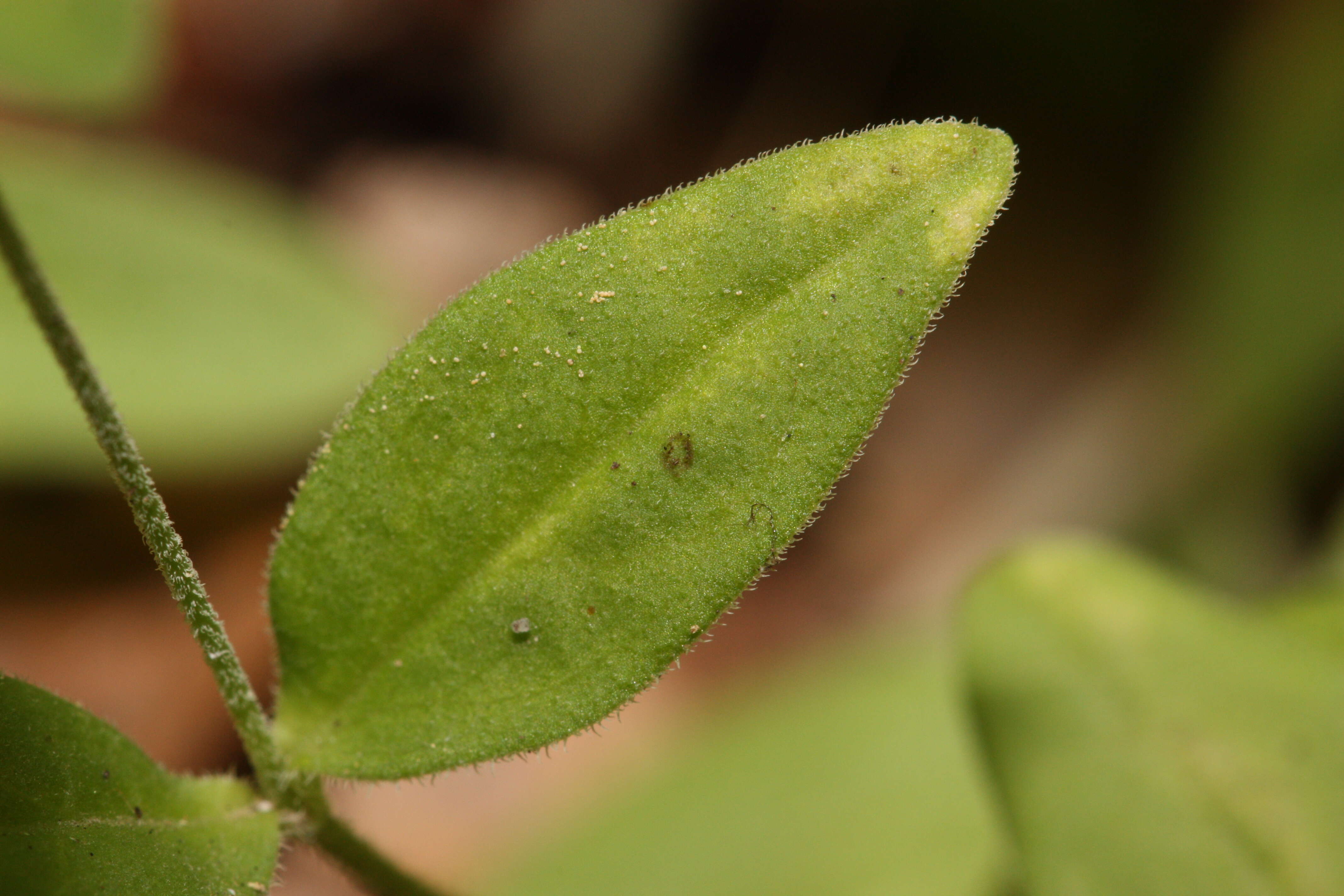 Image of Grove Sandwort