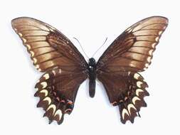 صورة Papilio astyalus Godart 1819