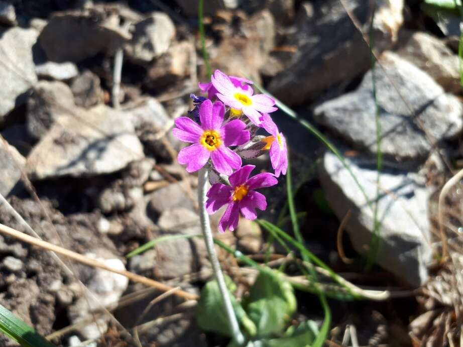 Image of Primula laurentiana Fern.