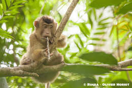 Image of Pig-Tail Macaque