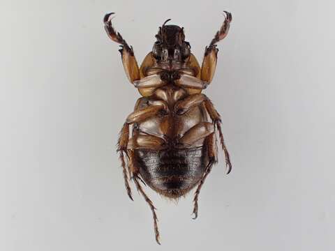 صورة Cyclocephala multiplex Casey 1915