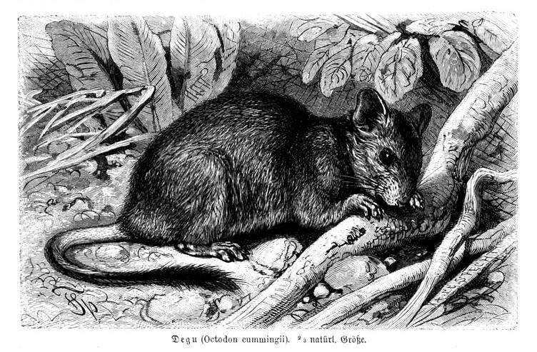 Image of degu