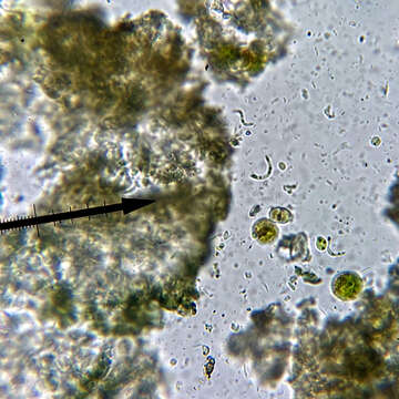 Image of scoliciosporum lichen