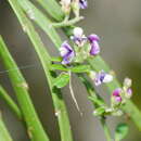 Image of Carmichaelia odorata Hook.