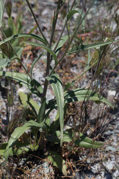 Image of yellow mustard