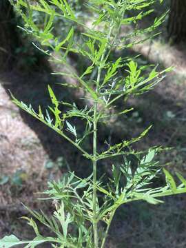 Eupatorium pinnatifidum Ell.的圖片